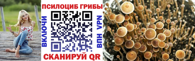 Псилоцибиновые грибы Psilocybe  ОМГ ОМГ ссылки  Ржев  цена наркотик 